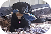Cute labrador puppy at home on a large bed, gently holding a soft toy in mouth